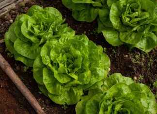 Best Vegetable Choppers for Making Healthy Soups and Stews Best Vegetable Choppers for Making Healthy Soups and Stews