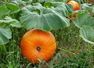 Best Vegetable Choppers for Small Kitchens and Apartments Best Vegetable Choppers for Small Kitchens and Apartments