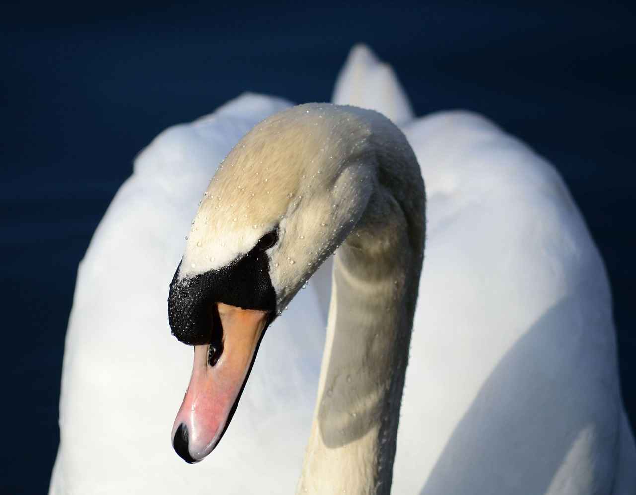 Best Smartwatches for Diving