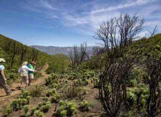 Beware: Rash-Causing Plant Spreading in Angeles National Forest beware-rash-causing-plant-spreading-in-angeles-national-forest