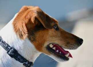 Big Dog Bed: Perfect for Larger Breeds Big Dog Bed: Perfect for Larger Breeds
