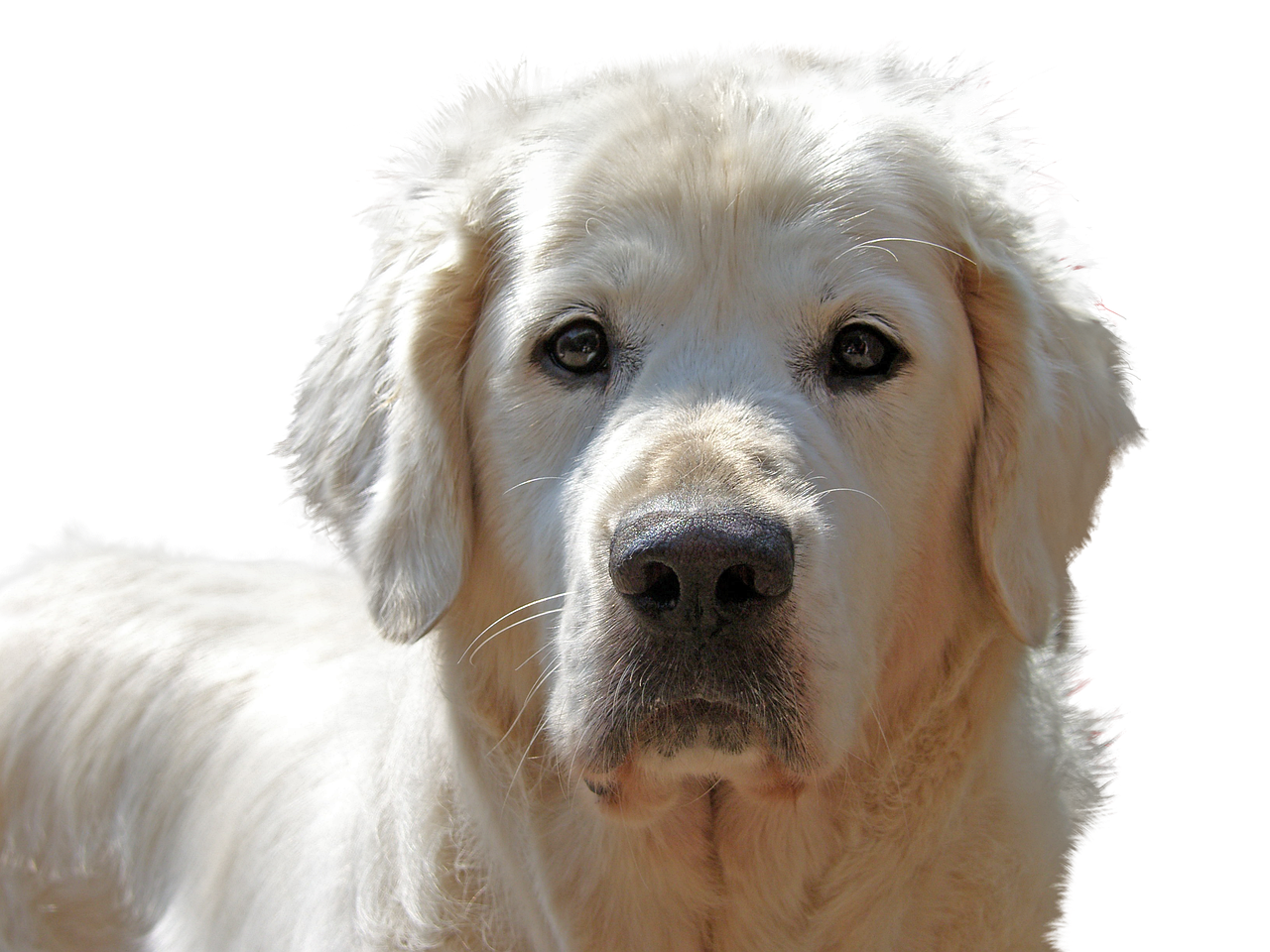 Big Dog Bed: Perfect for Larger Breeds 5 Maintenance Tips for Big Dog Beds