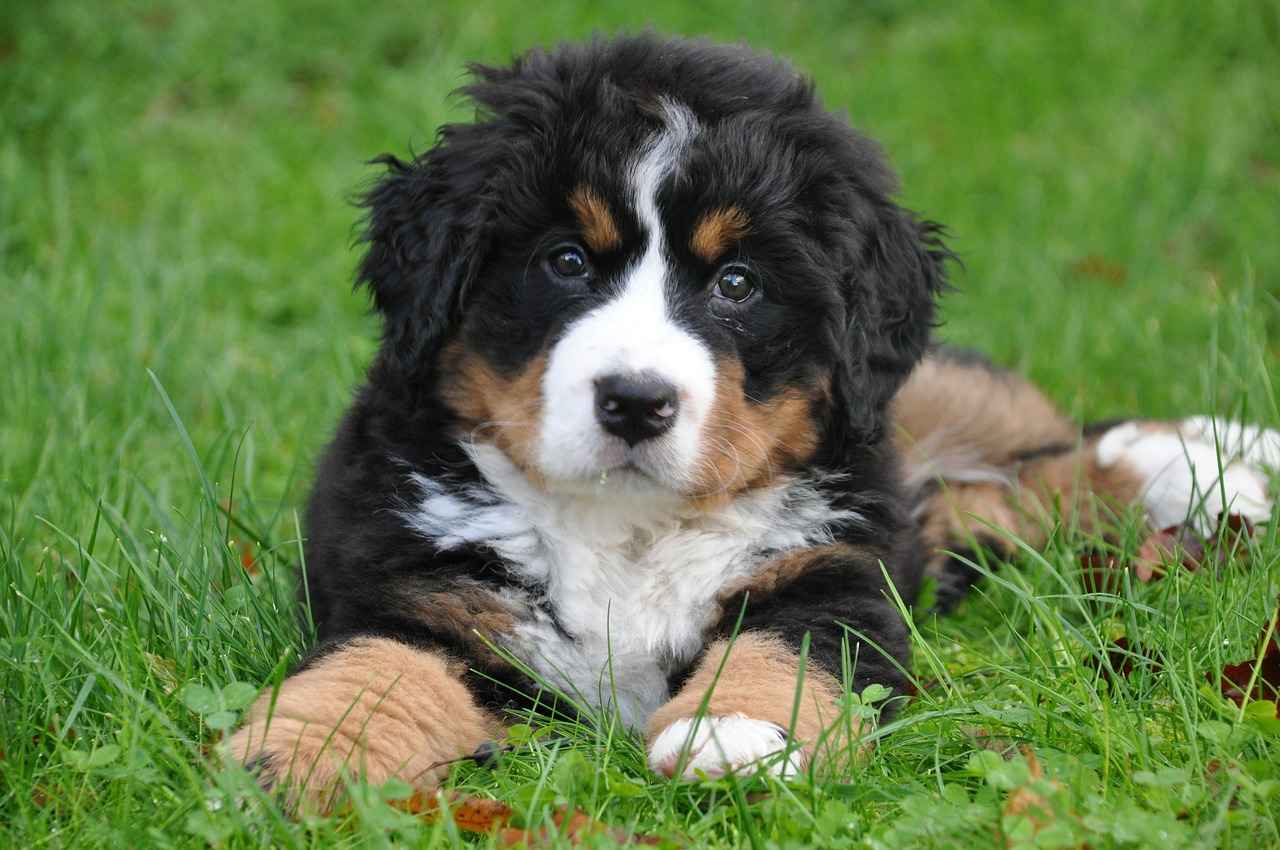 Big Dog Beds: Comfort for Your Larger Pup 7 Maintaining Your Big Dog Bed
