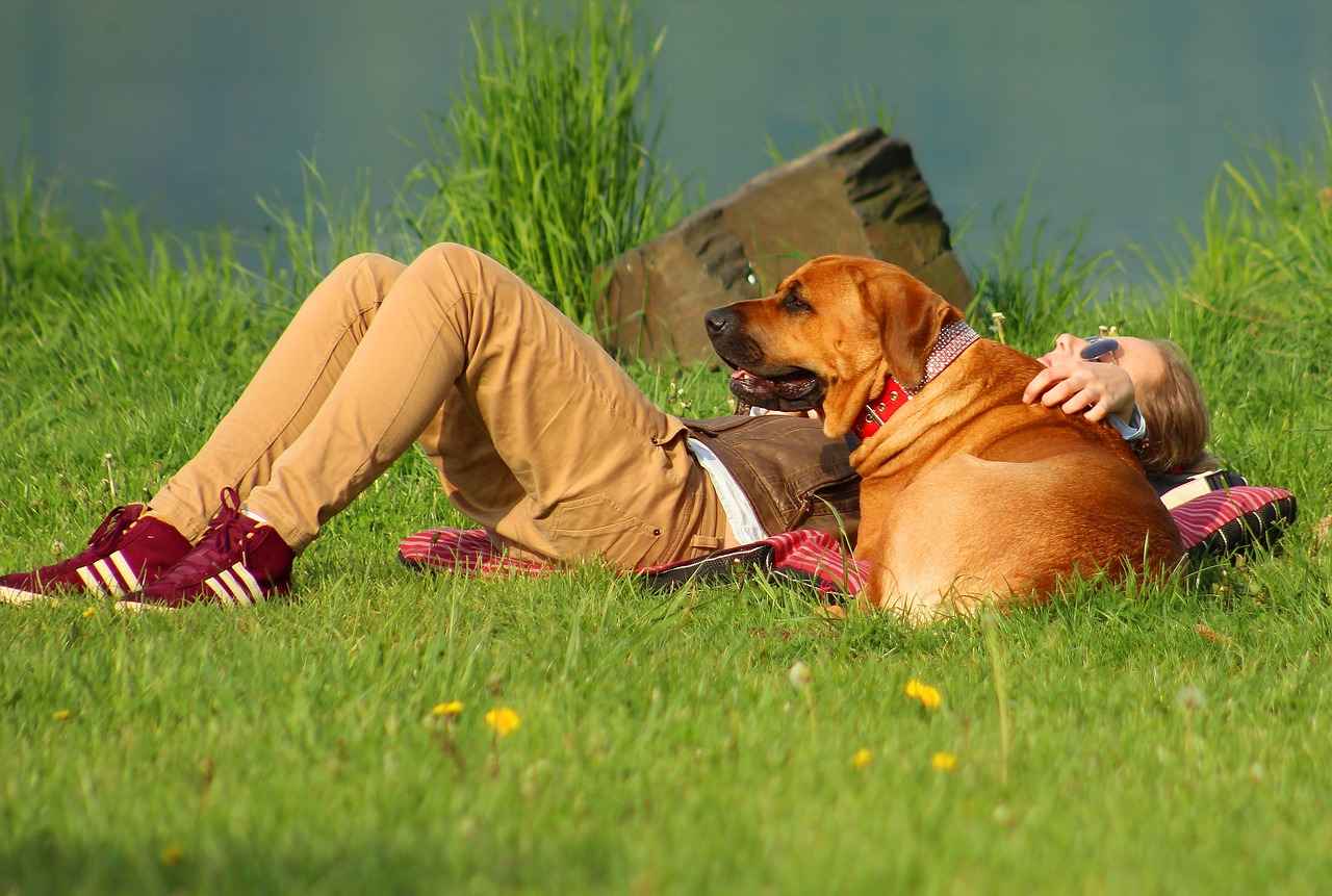 Big Dog Beds: Comfort for Your Larger Pup 3 Materials to Consider for Durability