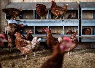 Bird Flu Threatens North Amid Reduced Federal Health Resources bird-flu-threatens-north-amid-reduced-federal-health-resources