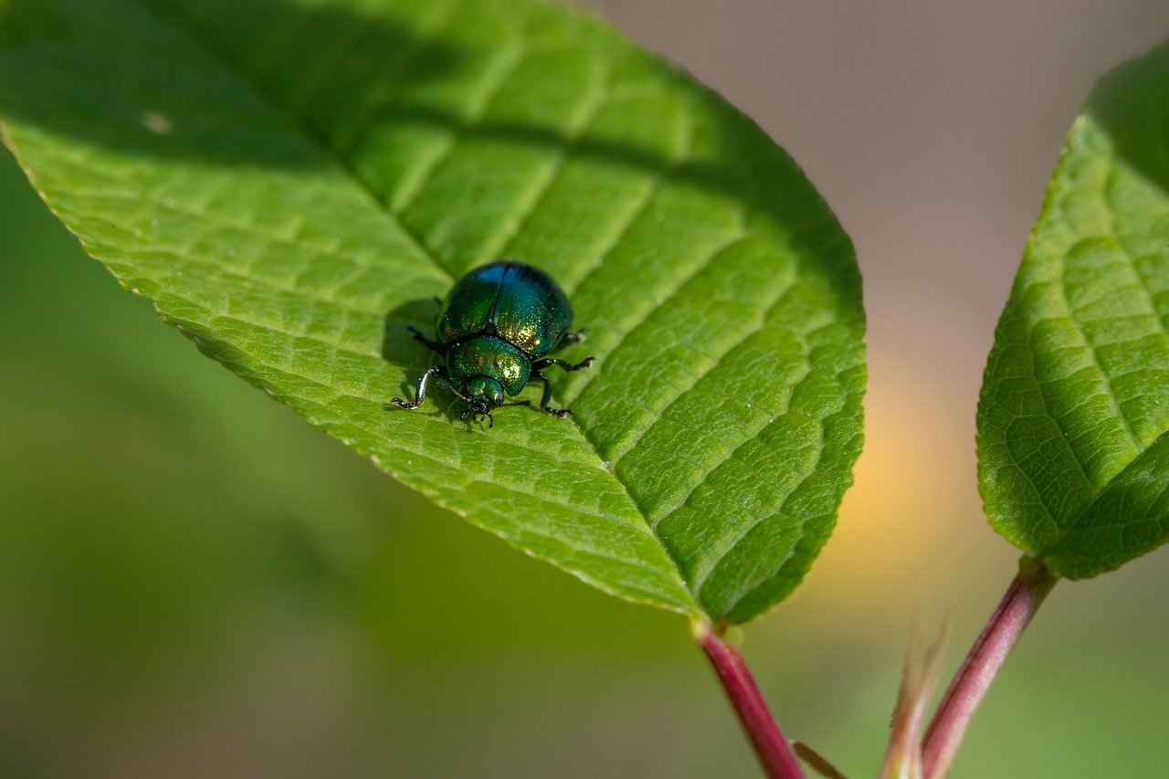 Balancing Fun with Discipline
