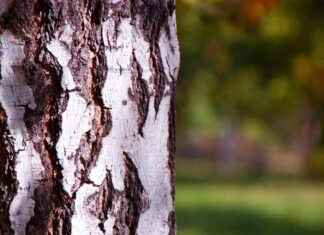 Blooket Log In Issues: Troubleshooting Common Problems Blooket Log In Issues: Troubleshooting Common Problems