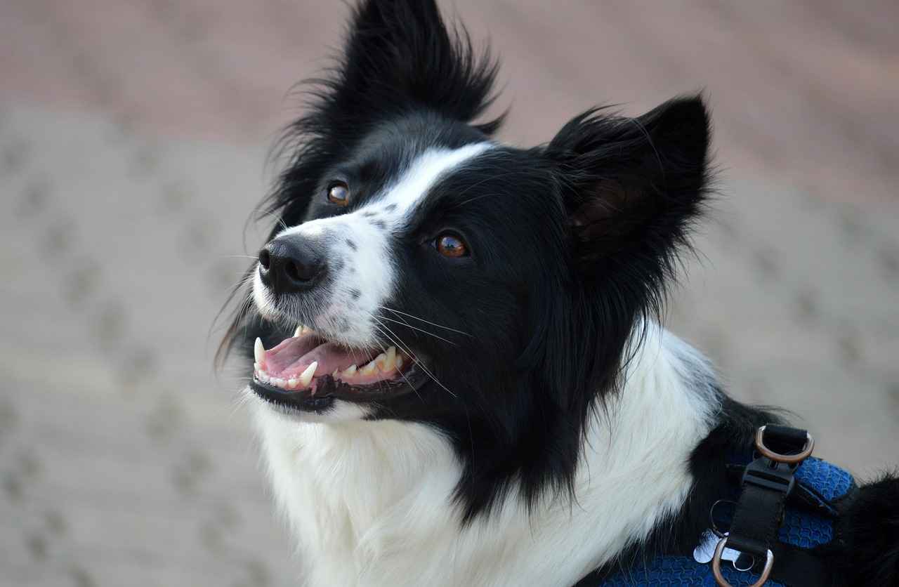 Bolster Dog Bed: Extra Comfort for Your Dog 3 Materials Used in Bolster Dog Beds
