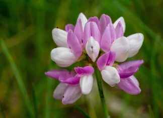 Boosting Immunity with the Power of Astragalus Root Boosting Immunity with the Power of Astragalus Root