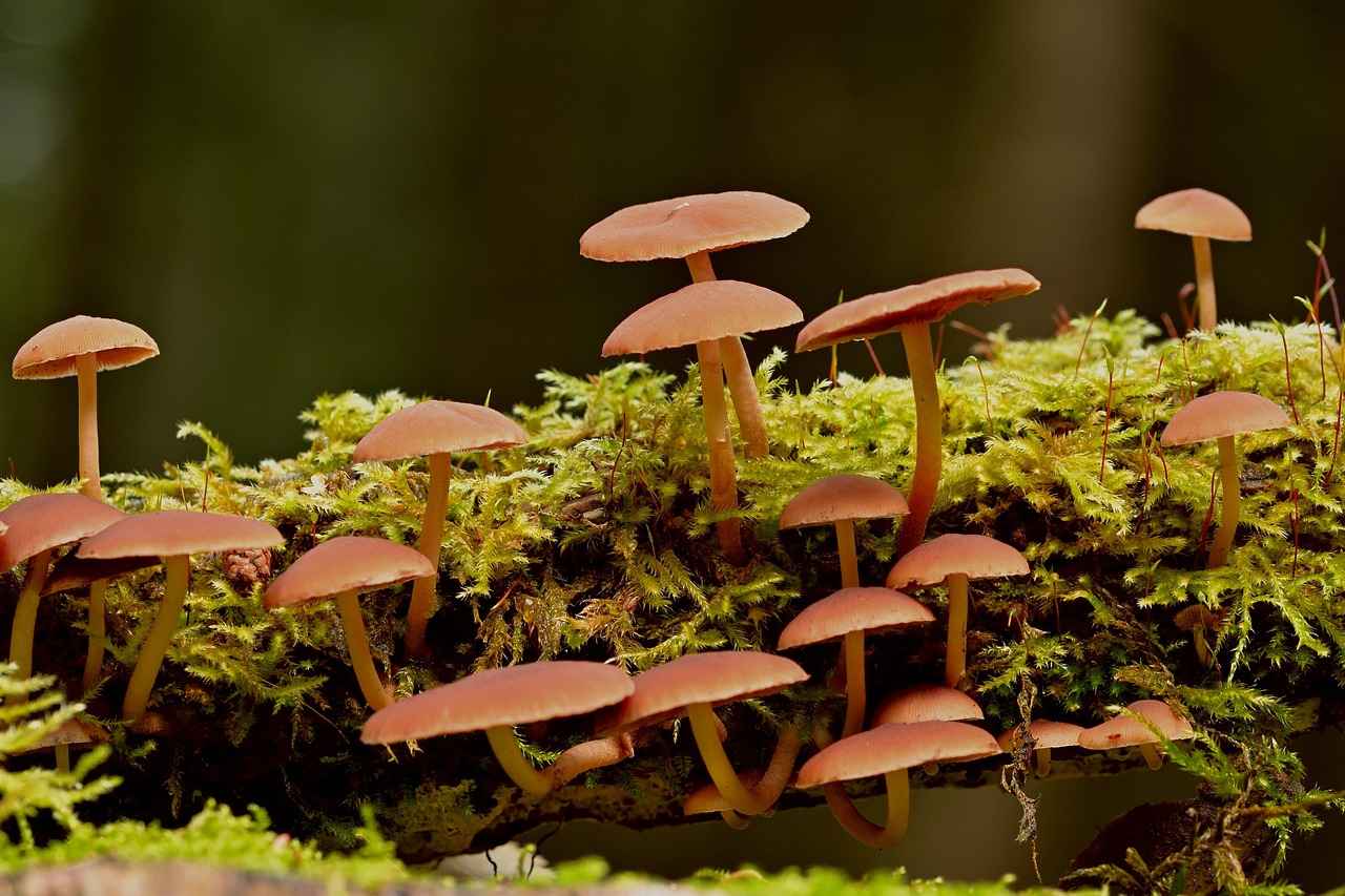 What is Astragalus Root?