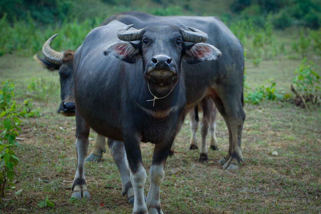 Overview of the Buffalo Bills Season