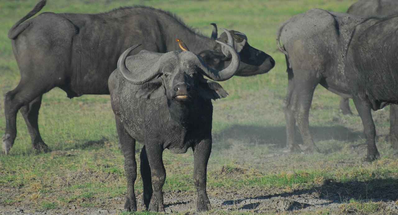 Key Players from the Buffalo Bills