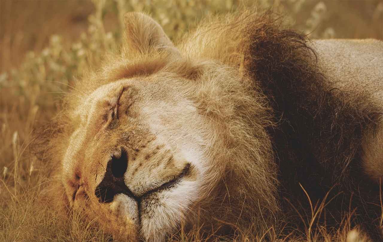 Key Players of the Detroit Lions