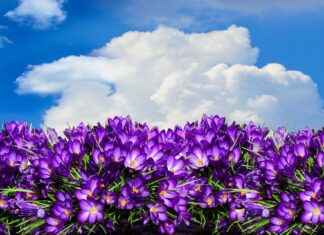 Bunk Bed Designs: Fun and Functional Options for Kids and Teens Bunk Bed Designs: Fun and Functional Options for Kids and Teens