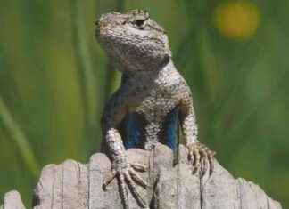 Californian Fence Lizard: Beloved Reptile of the West Coast californian-fence-lizard-beloved-reptile-of-the-west-coast