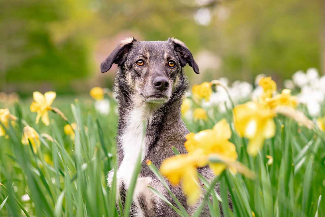 Calming Dog Bed: Helping Your Dog Relax and Sleep Well 5 Where to Buy Calming Dog Beds