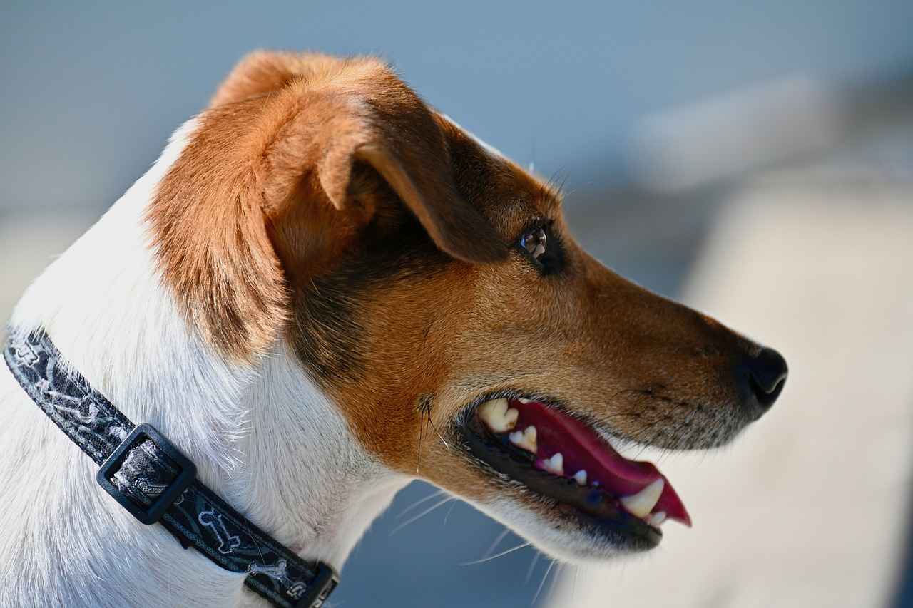 Calming Dog Bed: Helping Your Dog Relax and Sleep Well 6 Conclusion: Investing in Your Dog’s Comfort