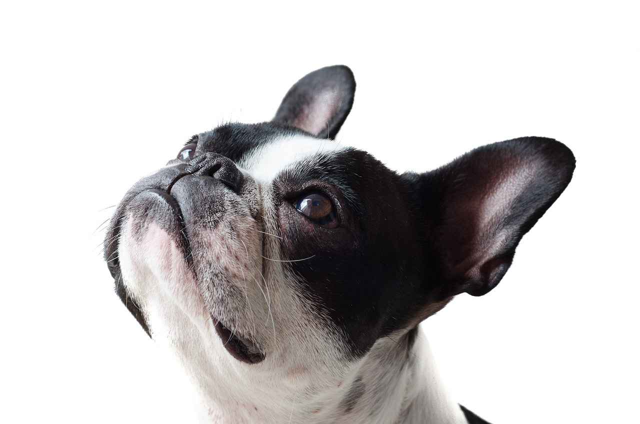Calming Dog Bed: Helping Your Dog Relax and Sleep Well 2 Benefits of Calming Dog Beds