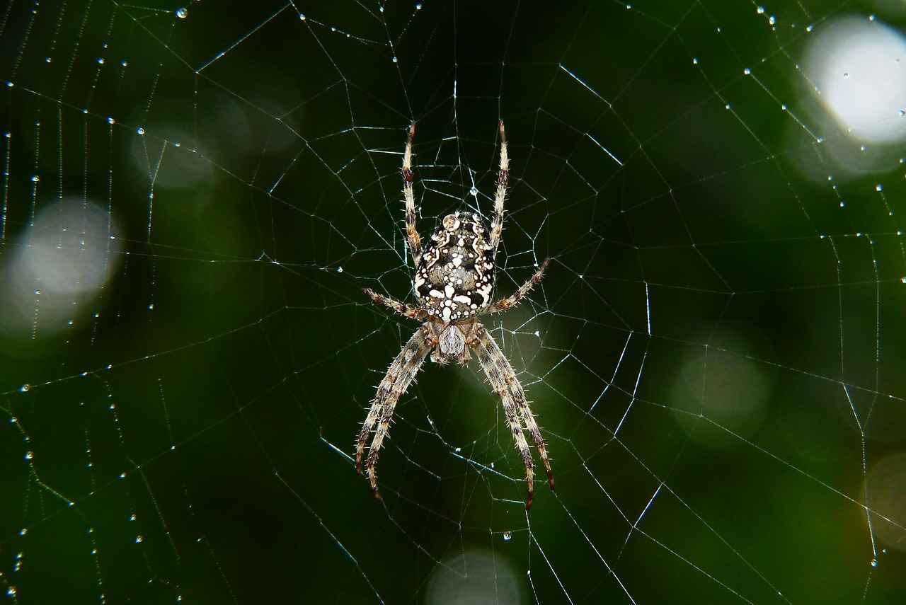 Understanding Phobias