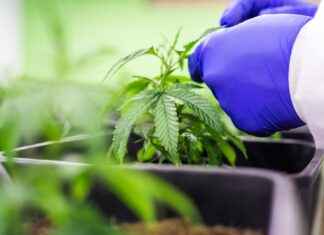 Can CBD Enhance Focus and Concentration? Can CBD Enhance Focus and Concentration?