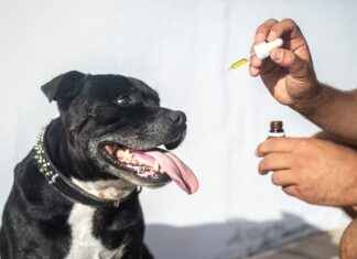 Can CBD Help with Chronic Fatigue Syndrome? Can CBD Help with Chronic Fatigue Syndrome?