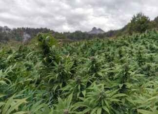 Can CBD Help With Sports Injuries and Pain? Can CBD Help With Sports Injuries and Pain?