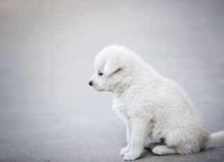 Can Humans Use a Dog Bed? Exploring the Human Dog Bed Trend Can Humans Use a Dog Bed? Exploring the Human Dog Bed Trend