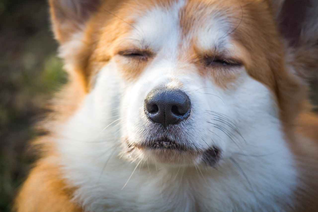Can Humans Use a Dog Bed? Exploring the Human Dog Bed Trend 2 Benefits of Using a Dog Bed for Humans