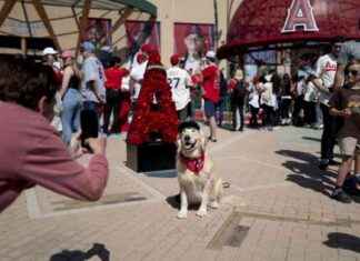 Can the Angels Gain Fan Support Despite Dodgers Dominance? can-the-angels-gain-fan-support-despite-dodgers-dominance