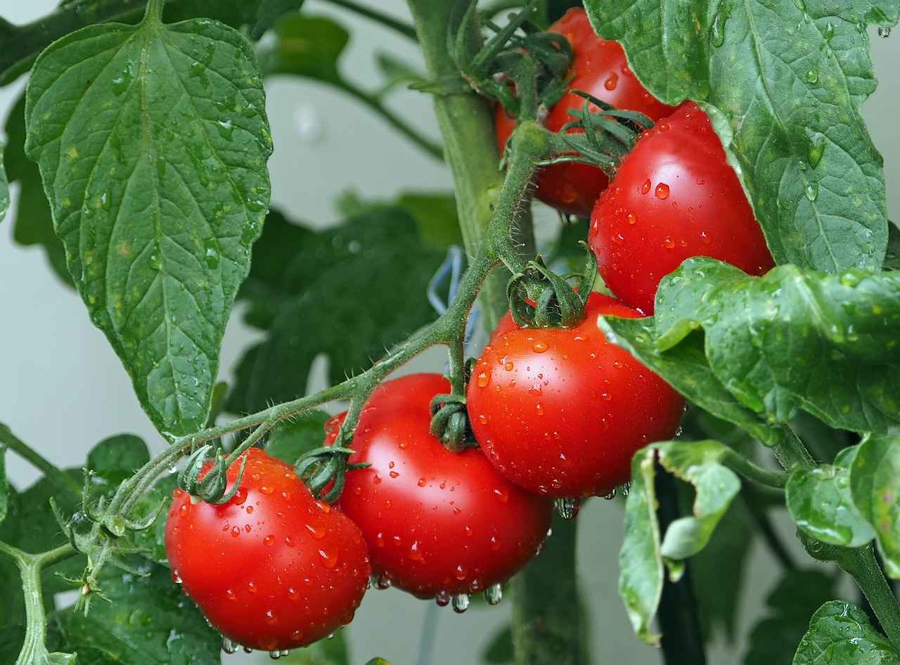 Can Vegetable Choppers Really Save You Time in the Kitchen? 5 Cleaning and Maintenance Tips