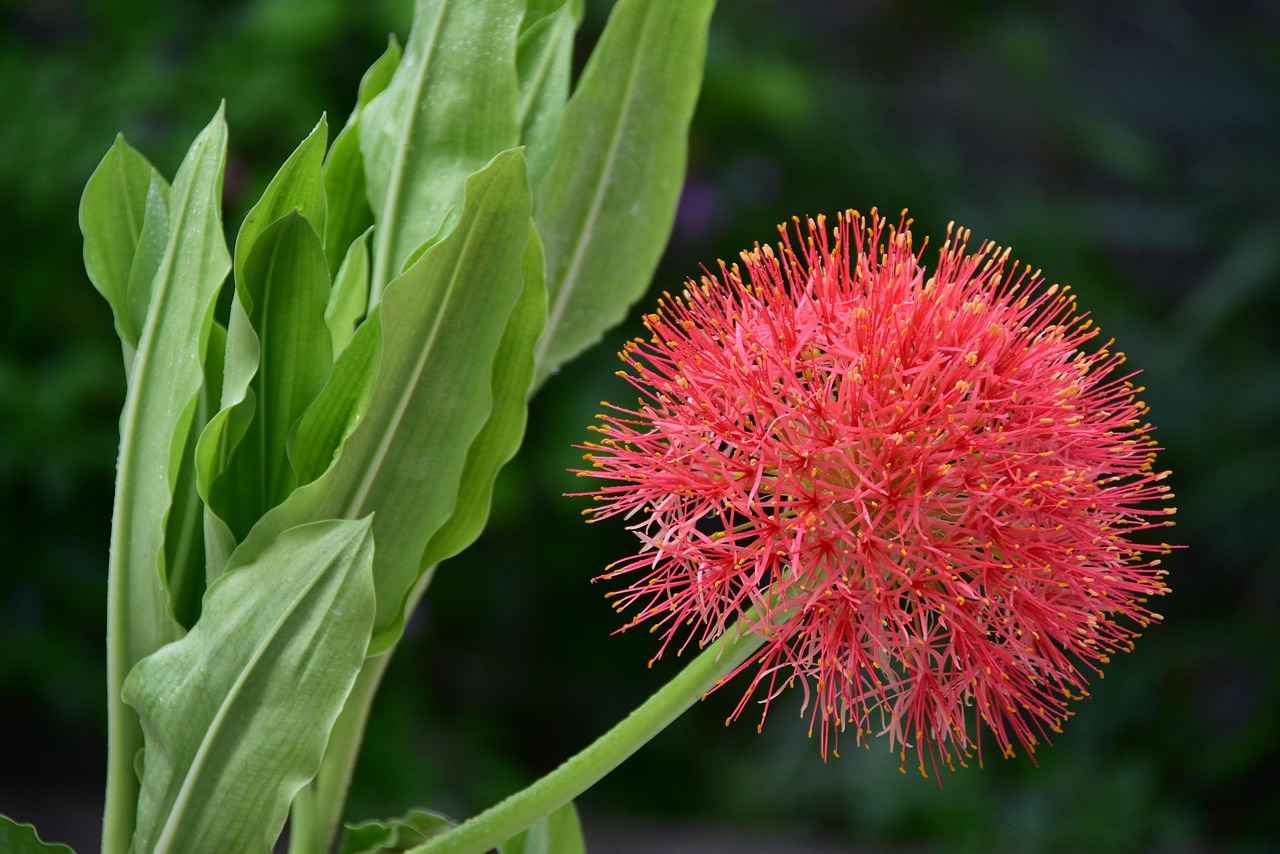 Preparing for Your Blood Draw