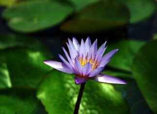 Can You Fast for 3 Days With Just Water? Can You Fast for 3 Days With Just Water?