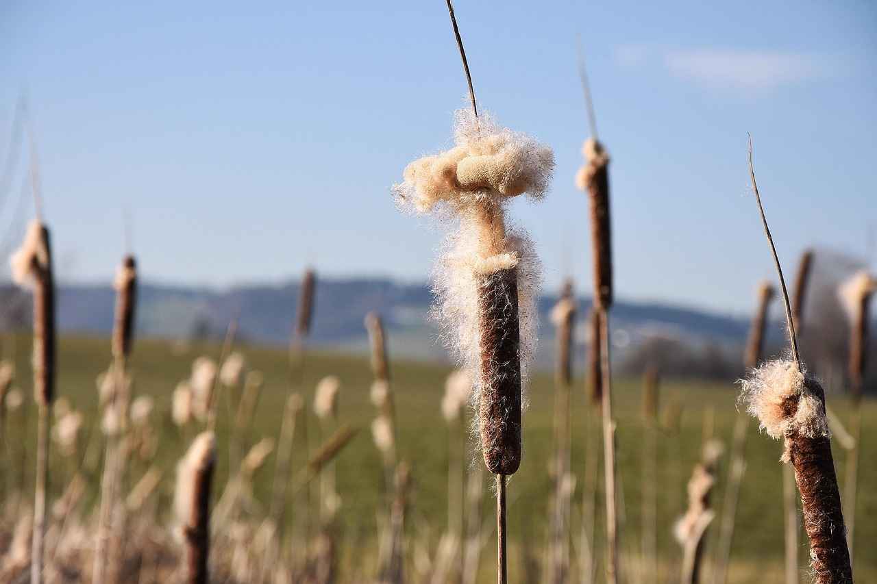 Can You Use Ultrasonic Cleaners on All Jewelry? Read This First 1 What Are Ultrasonic Cleaners?