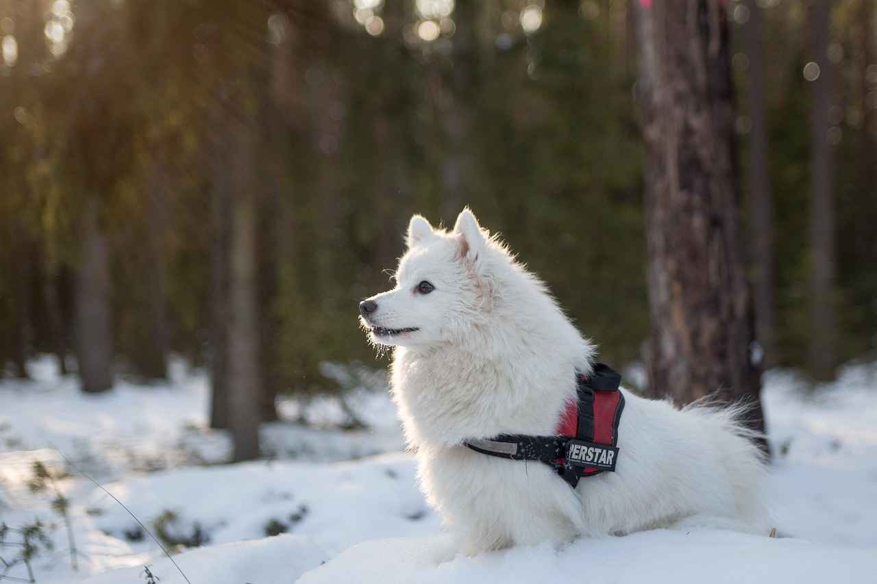 Carhartt Dog Bed: Durable and Comfortable for Your Dog 1 Why Choose a Carhartt Dog Bed?