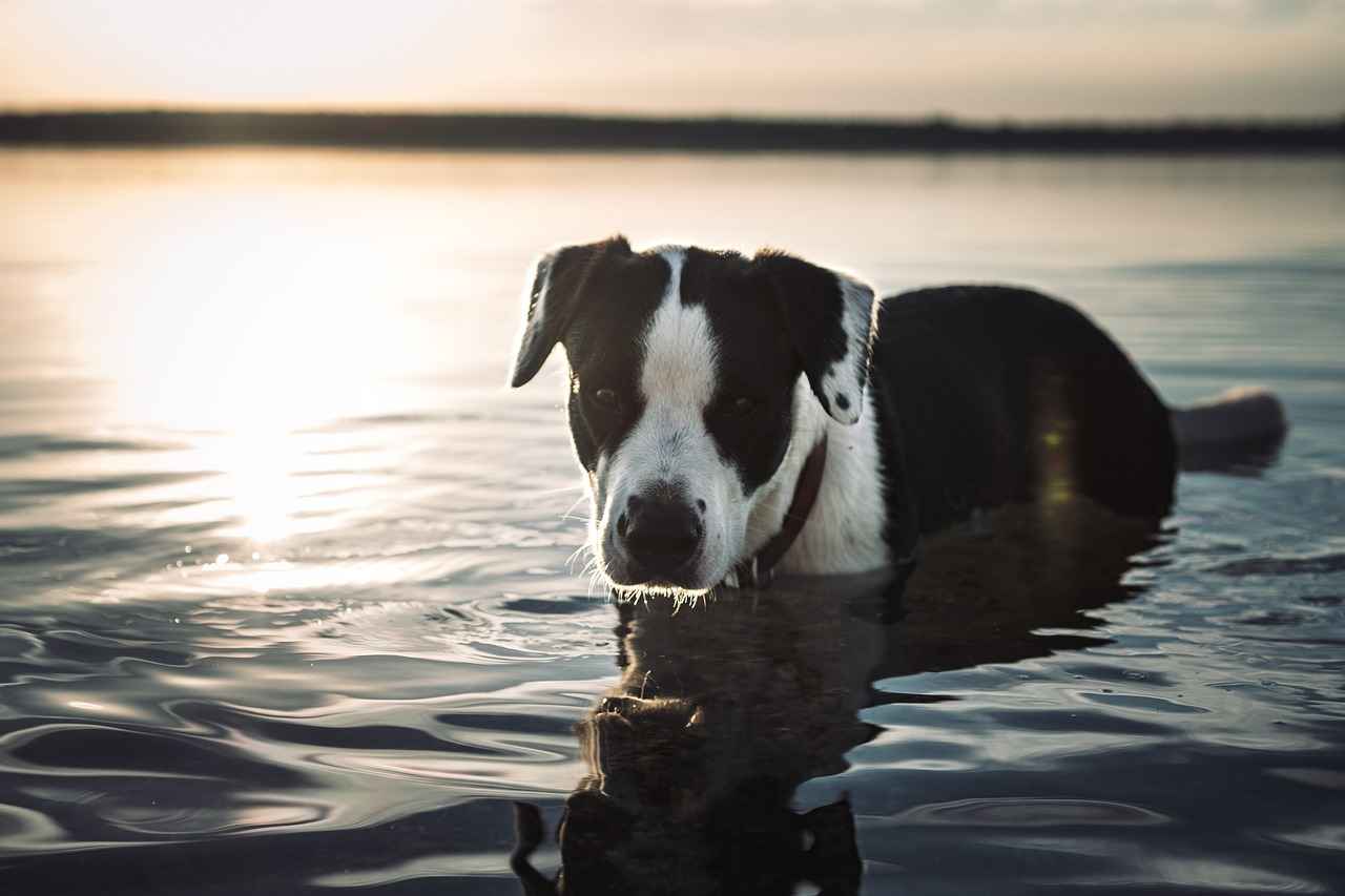 Carhartt Dog Bed: Durable and Comfortable for Your Dog 6 Where to Buy Carhartt Dog Beds