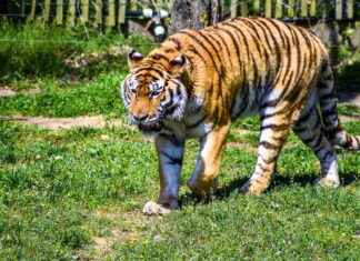 Carolina Panthers vs Las Vegas Raiders Match Player Stats Carolina Panthers vs Las Vegas Raiders Match Player Stats