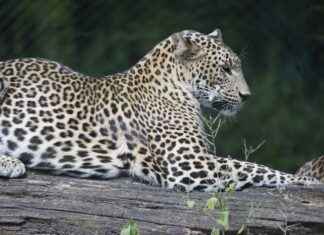 Carolina Panthers vs Philadelphia Eagles Match Player Stats Carolina Panthers vs Philadelphia Eagles Match Player Stats