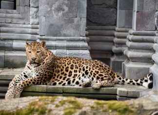 Carolina Panthers vs Washington Commanders Match Player Stats Carolina Panthers vs Washington Commanders Match Player Stats