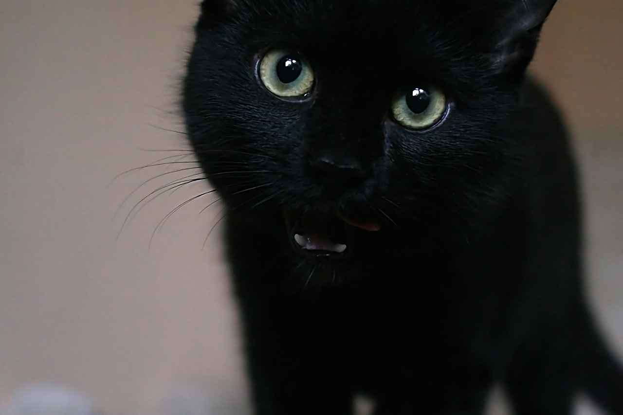 Carolina Panthers vs Washington Commanders Match Player Stats 1 Overview of the Match