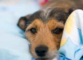 Casper Dog Bed: Comfort and Style for Your Dog Casper Dog Bed: Comfort and Style for Your Dog