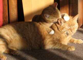 Cavapoo Haircut Styles: Adorable Grooming Ideas for Your Fluffy Friend Cavapoo Haircut Styles: Adorable Grooming Ideas for Your Fluffy Friend