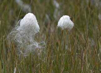 CB Cotton Biography: Career, News, and Latest Updates CB Cotton Biography: Career, News, and Latest Updates