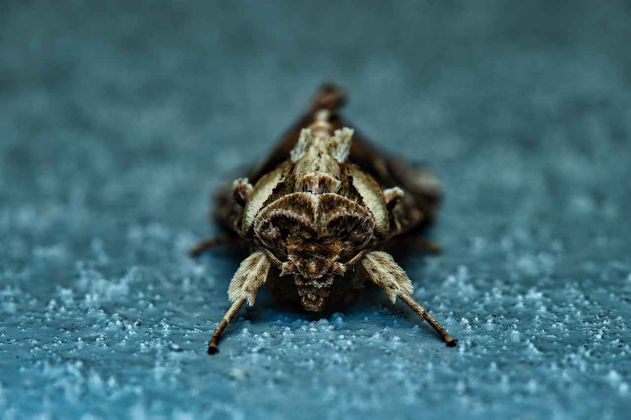 Public Perception and Media Representation