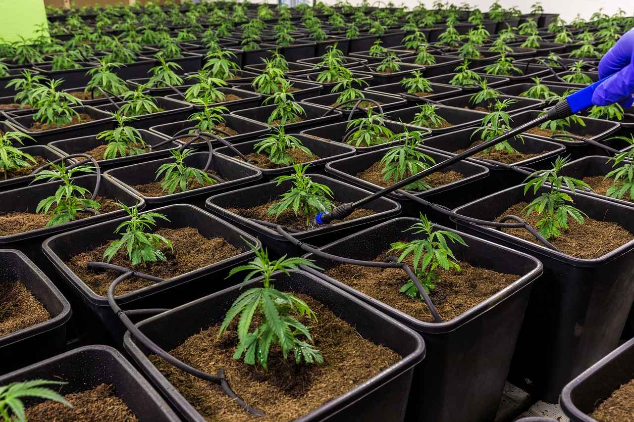 Conclusion: The Future of CBD in Cancer Treatment