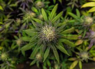 CBD and Its Role in Reducing Cravings CBD and Its Role in Reducing Cravings