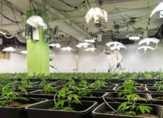 CBD as a Natural Immune Booster CBD as a Natural Immune Booster