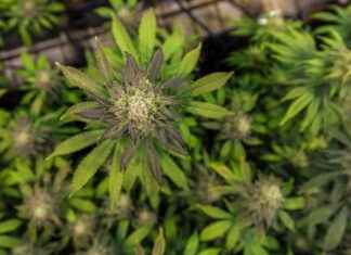 CBD for Muscle Pain and Soreness CBD for Muscle Pain and Soreness