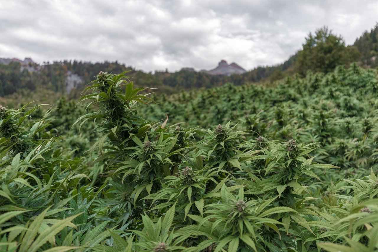 How to Use CBD for Pain Relief