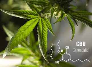 CBD for Pets: A Natural Alternative to Pharmaceuticals CBD for Pets: A Natural Alternative to Pharmaceuticals