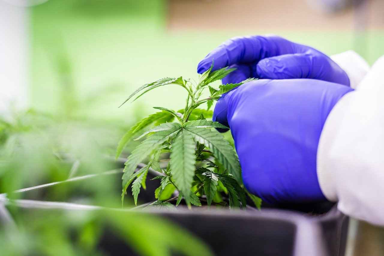 What is CBD and How Does It Work?